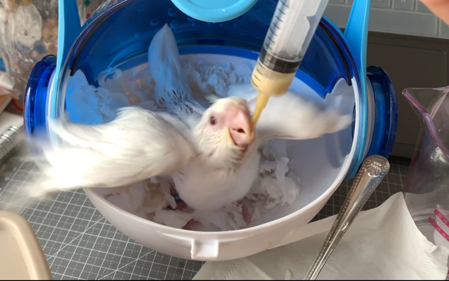 活动作品玄凤给小鹦鹉打奶