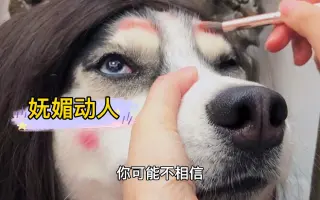 拆家狗 搜索结果 哔哩哔哩 Bilibili 拆家狗 搜索结果 哔哩哔哩 Bilibili