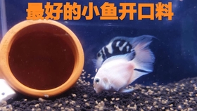 燕鱼苗孵化全过程 记录7天小鱼的孵化过程 一窝生了这么多 哔哩哔哩 つロ干杯 Bilibili