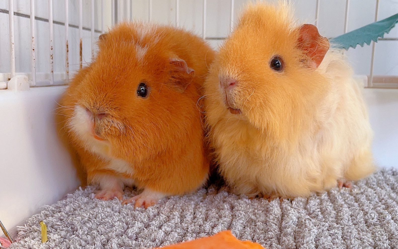 天啊!看荷兰猪吃东西太治愈了