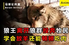 Télécharger la video: 狼王主动寻找牧民求助，当上牧羊犬，端上铁饭碗，还能顿顿吃肉