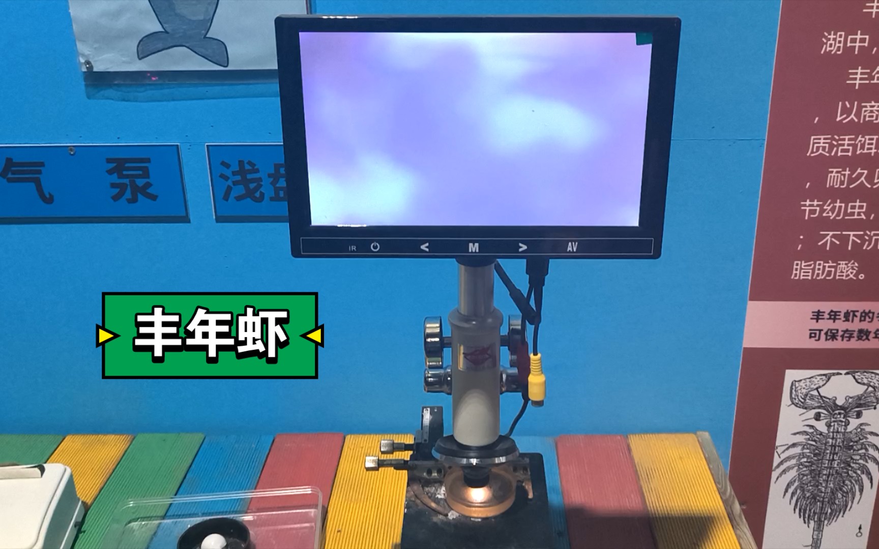 【丰年虾】显微镜观察丰年虾!