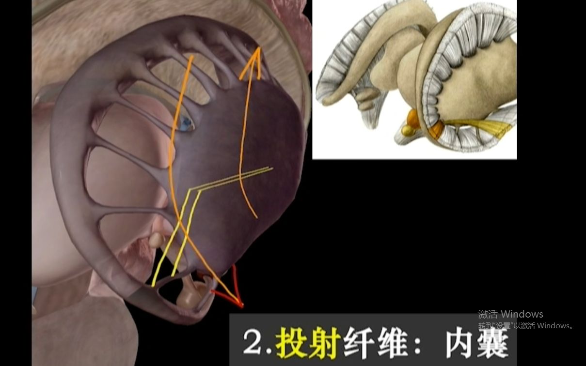 【人解三分钟】内囊+丘脑核团+大脑髓质联系纤维连合纤维:秒懂丘脑中央辐射,视辐射和听辐射哔哩哔哩bilibili