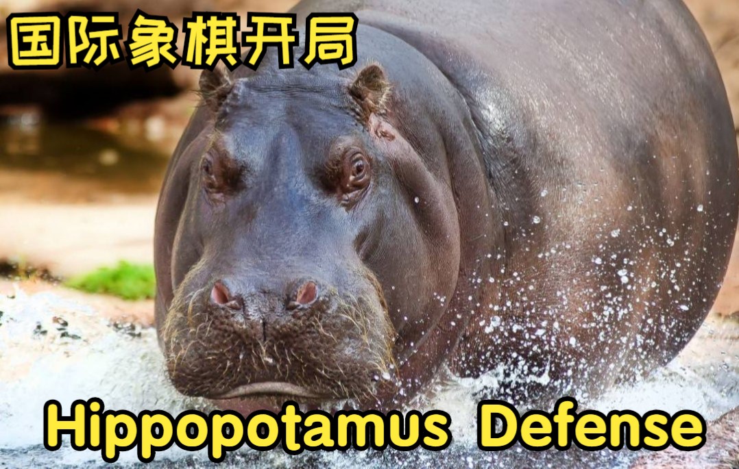 国际象棋开局动物系列Hippopotamus Defense (河马防御)桌游棋牌热门视频