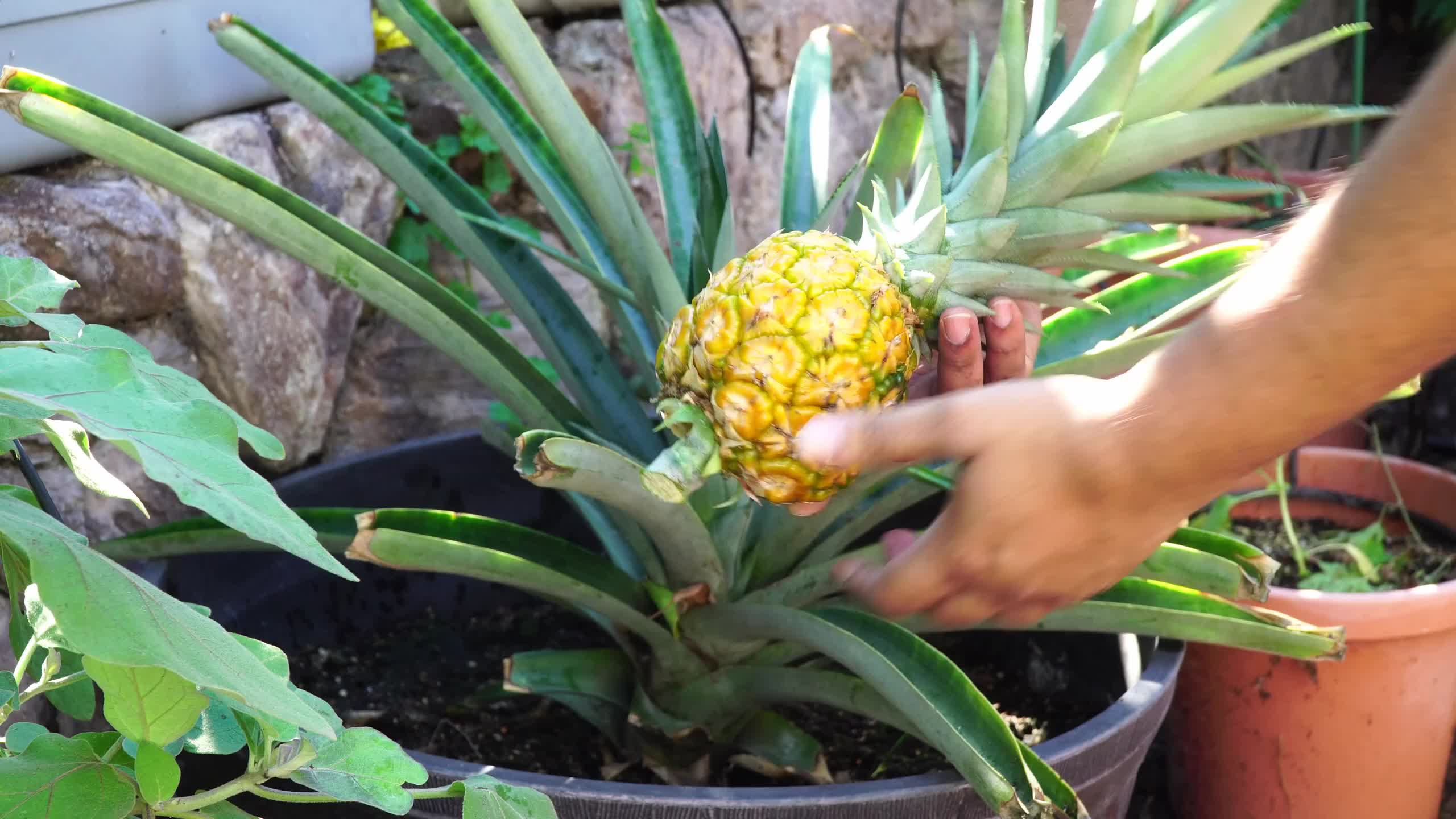 菠萝盆栽种植方法图片