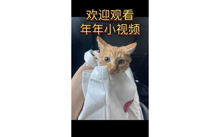 [图]年年小视频之西班牙斗猫曲