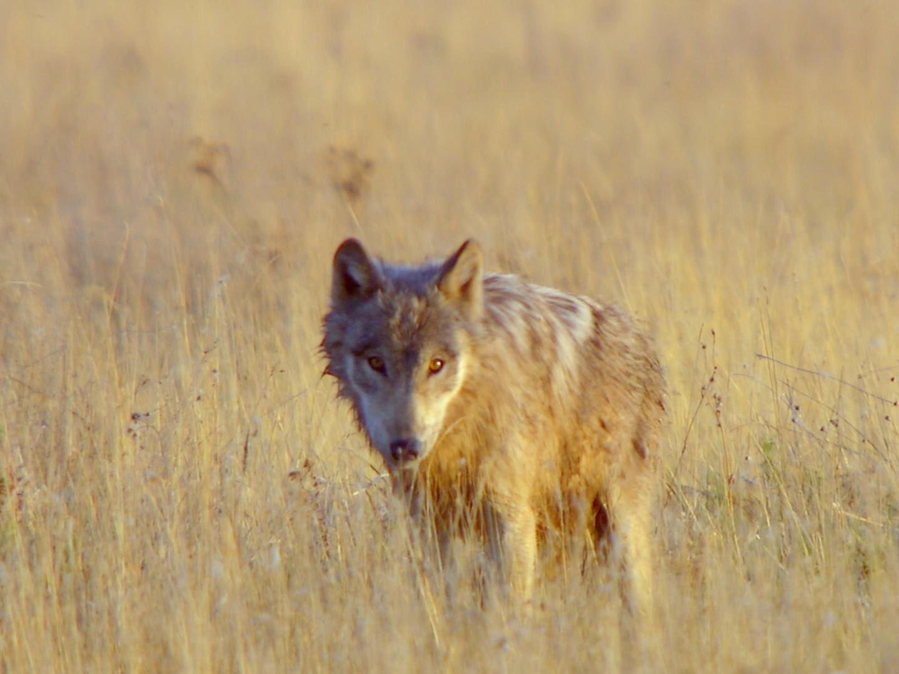 狼群的整个狩猎过程都比较凶悍