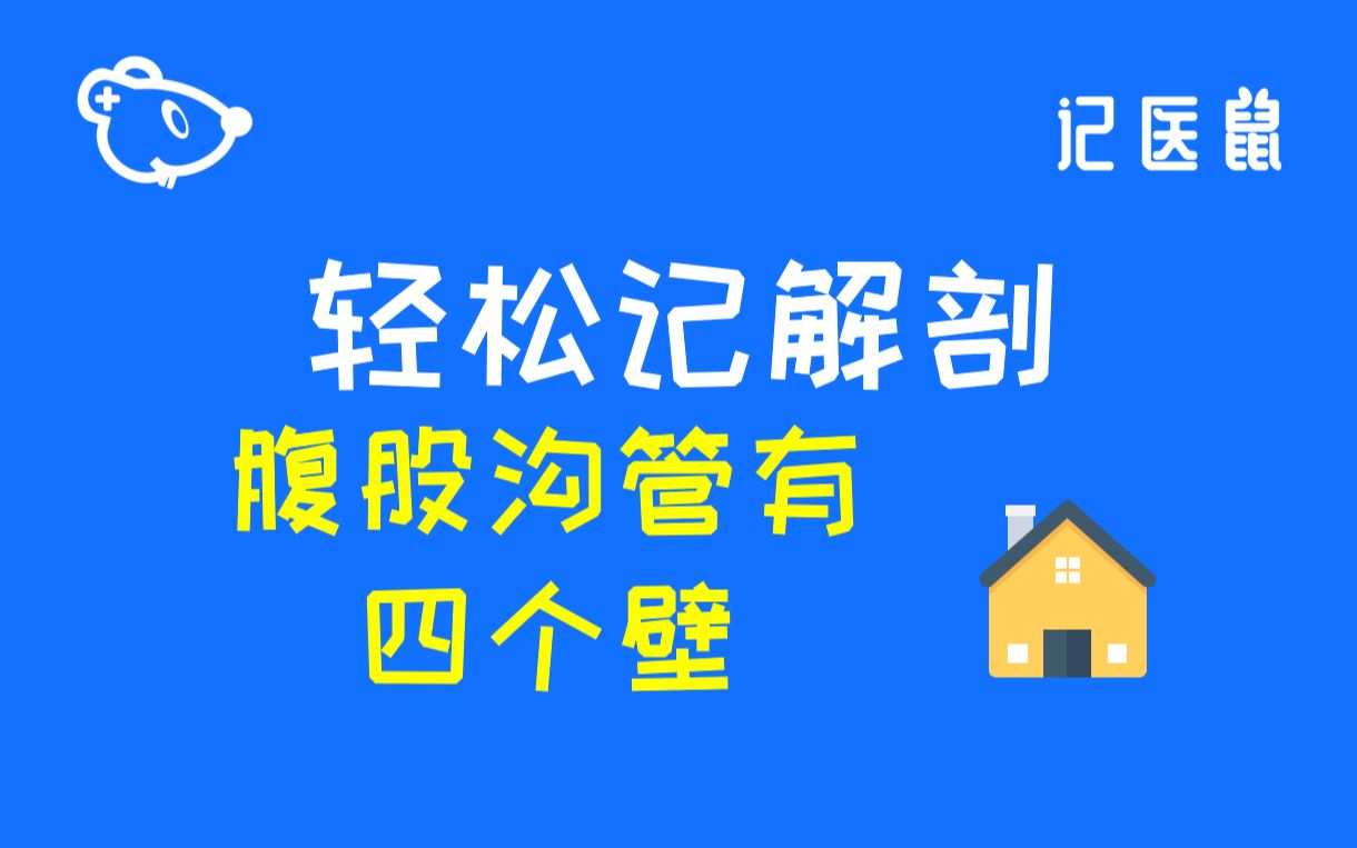 72 解剖 轻松记 腹股沟管有四个壁哔哩哔哩bilibili