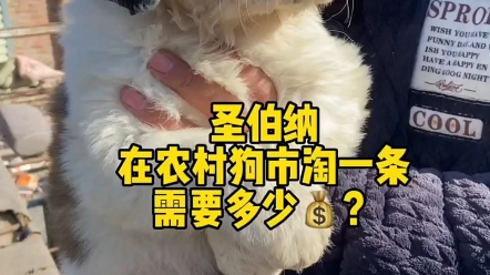 圣伯纳犬.哔哩哔哩bilibili