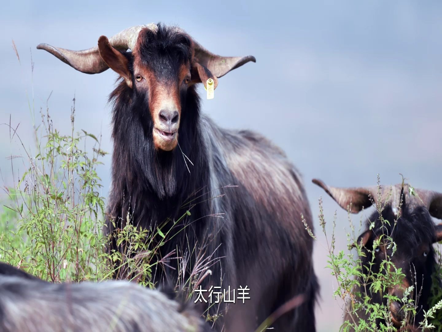 "奎山公社"太行山羊基地宣传片_哔哩哔哩 (゜-゜)つロ 干杯~-bilibili