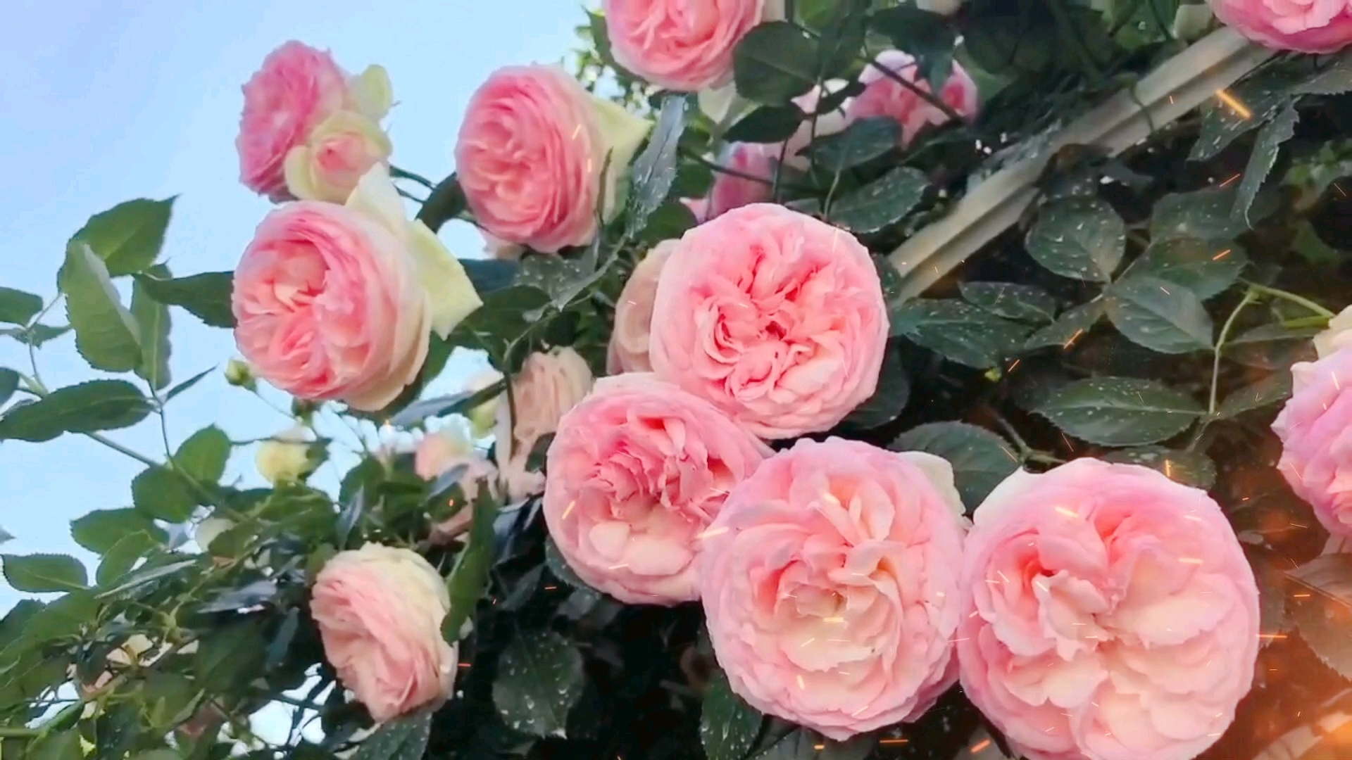 粉红的花朵,美丽动人!夏日美好!