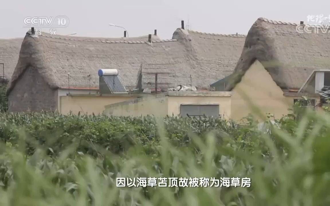 【传统民居】海草房为何 防雨 遮风 抗火哔哩哔哩bilibili