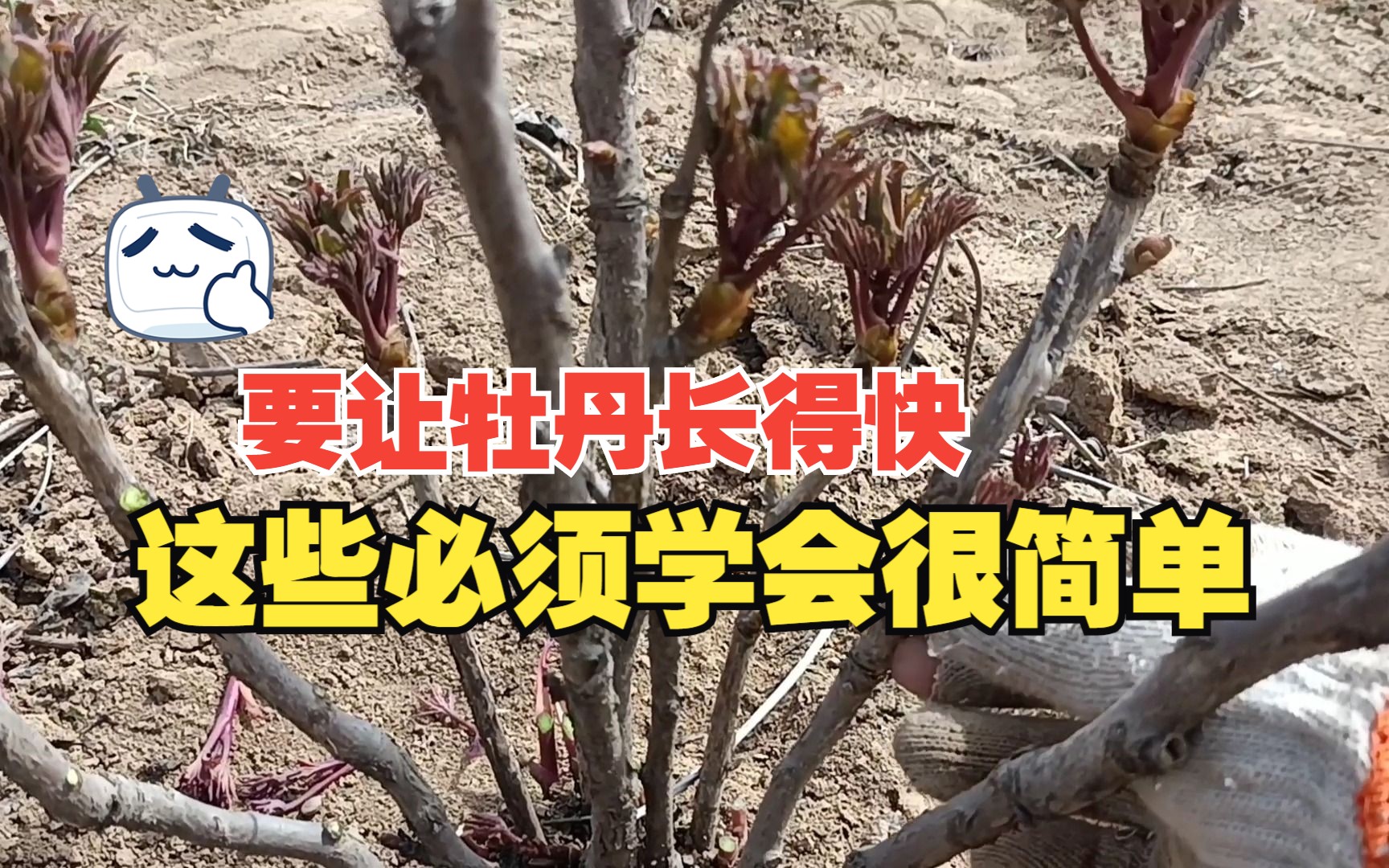 牡丹为什么长那么慢?按照这个修剪管理,才能长到两三米
