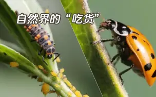 作为自然界的小吃货，瓢虫幼虫以其出色的食量和顶级捕食技巧，成为了对抗蚜虫的绝佳选择！