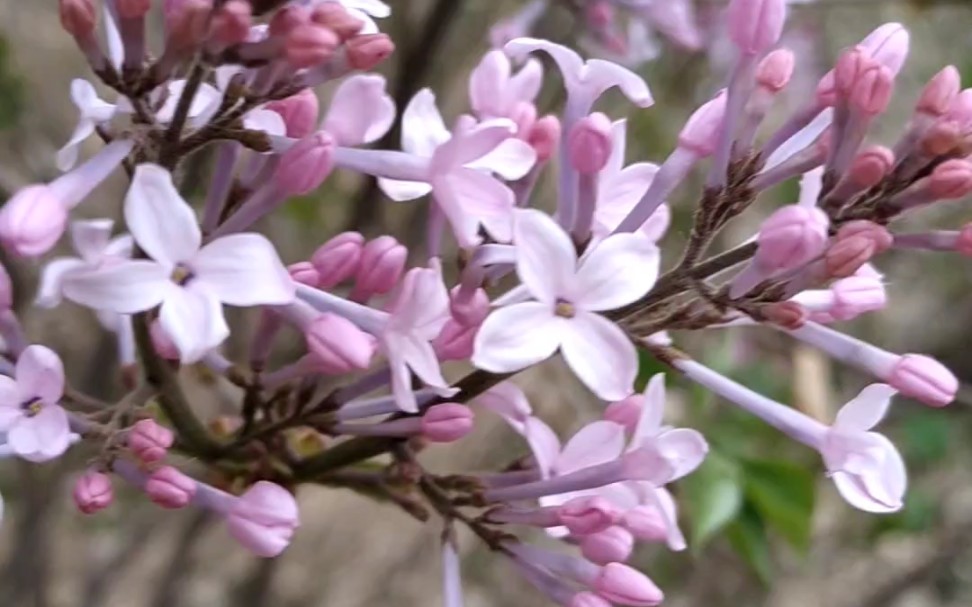 丁香花开的季节哔哩哔哩bilibili