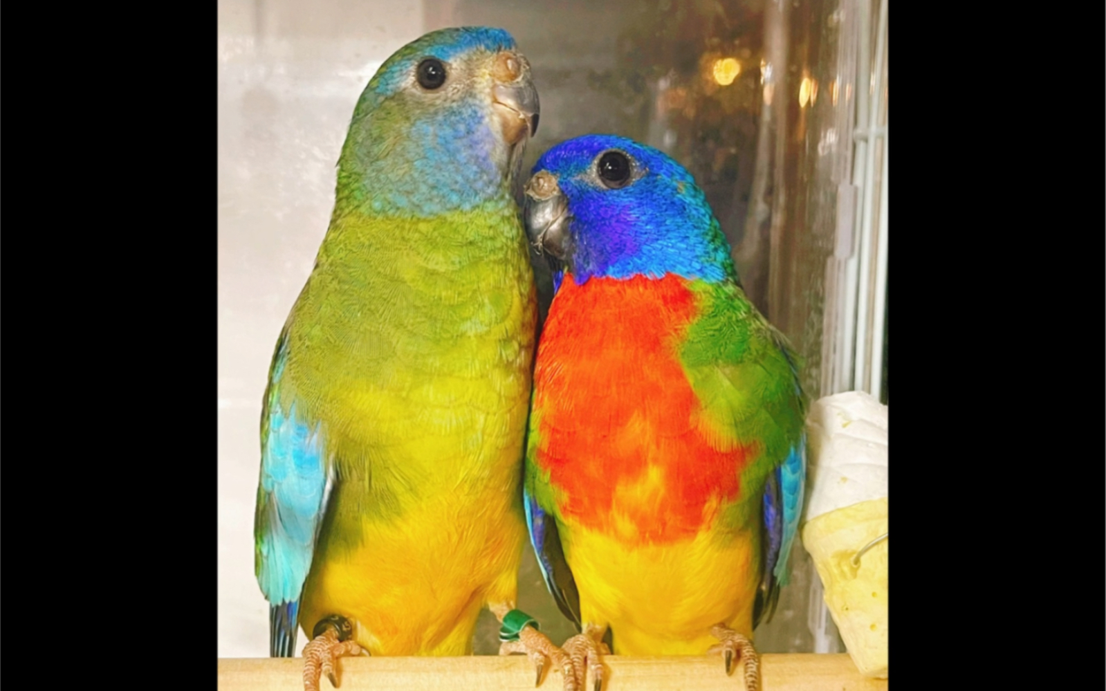 光辉鹦鹉!超美!