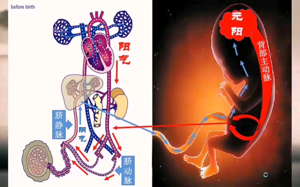 [图]人体生命是如何形成的？