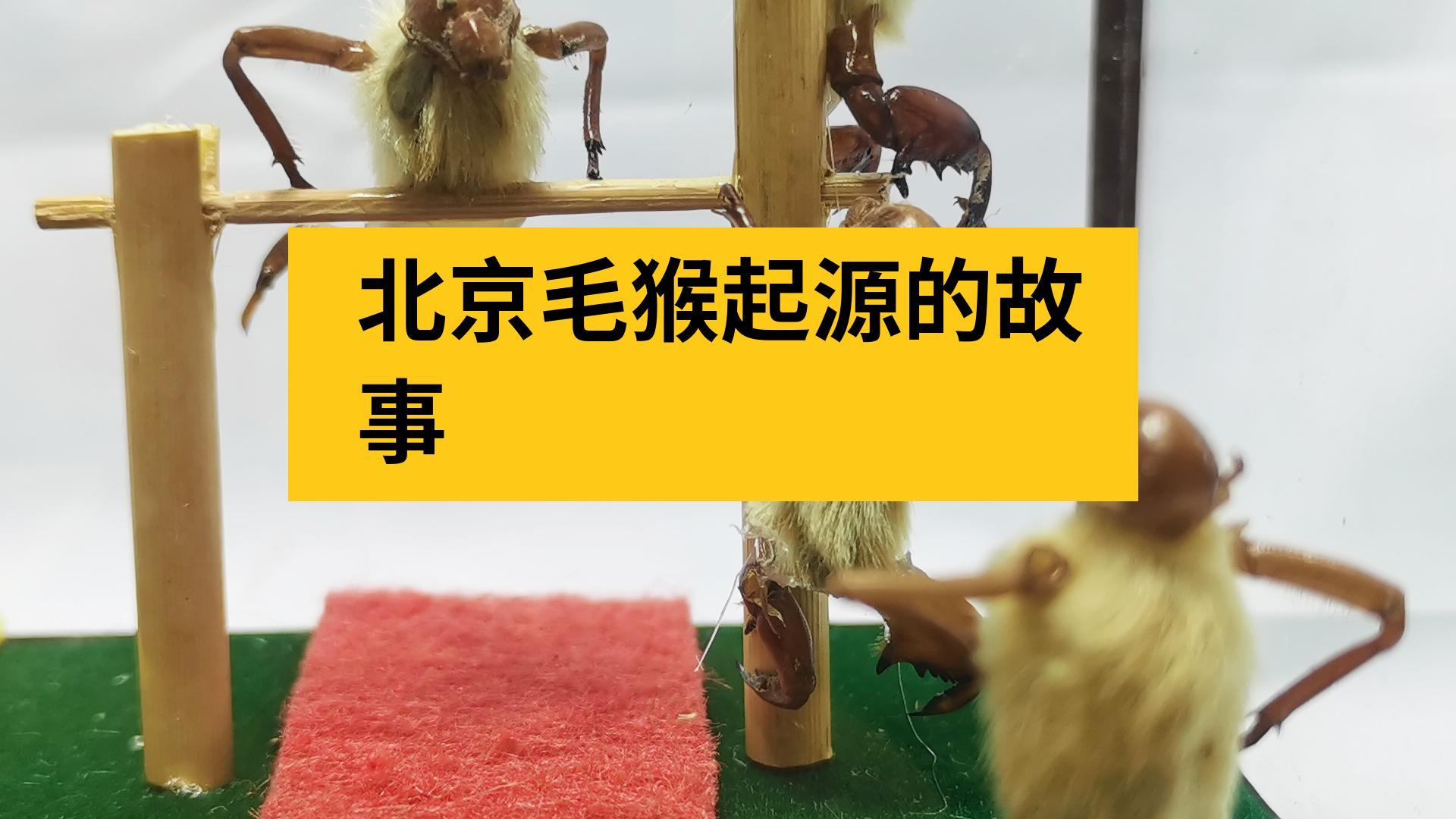 北京毛猴起源的故事哔哩哔哩bilibili