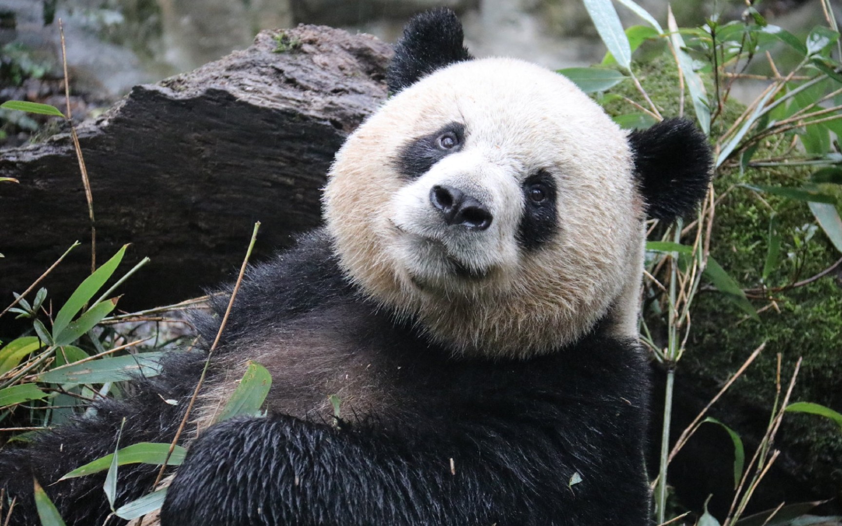 涨知识啦,大熊猫16:9的大脸盘是怎样练成→奥胖:不能再说我脸胖了,哼