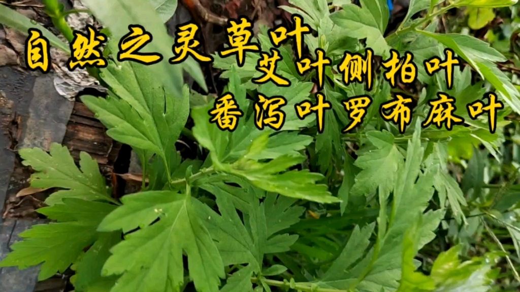 自然之灵草叶艾叶侧柏叶番泻叶罗布麻叶