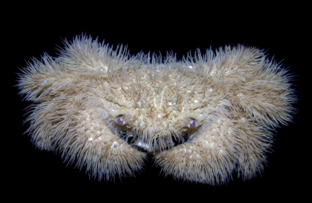 可爱的蝙蝠毛刺蟹