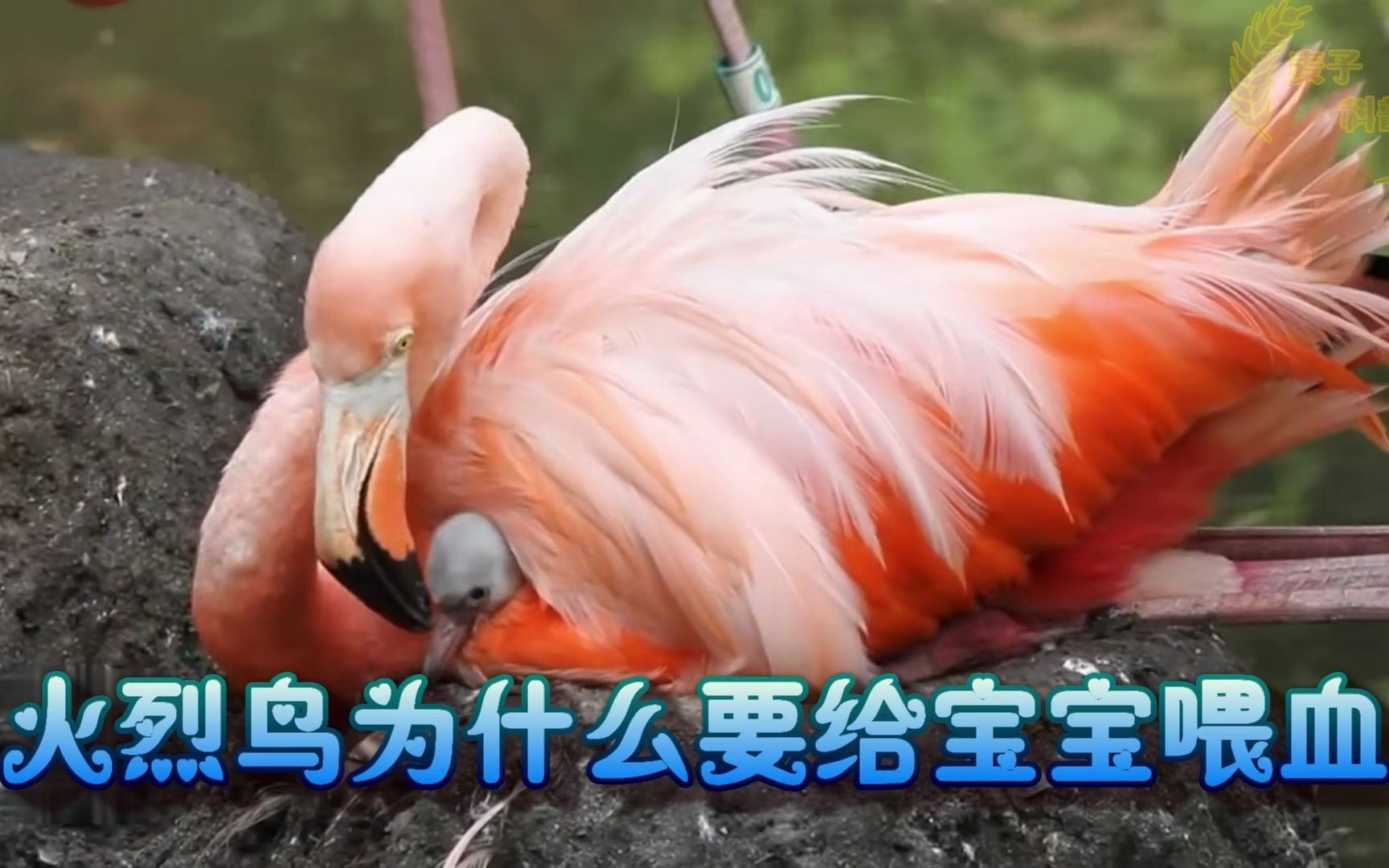 火烈鸟为什么会给宝宝喂血