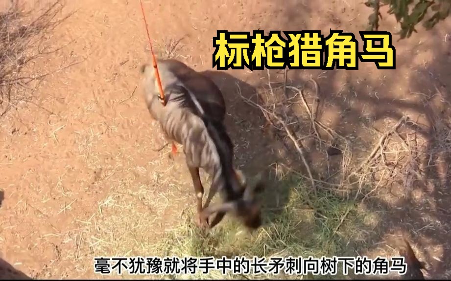 原始武器非洲狩猎哔哩哔哩bilibili