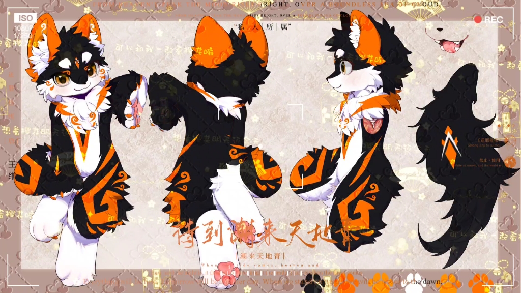 【兽设直出】黑橘小酷狼