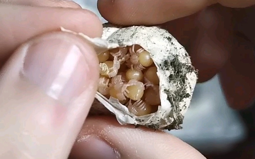 (蜘蛛)今天来拆五窝蜘蛛蛋,看看能出多少.我研究下怎么抽奖送福利