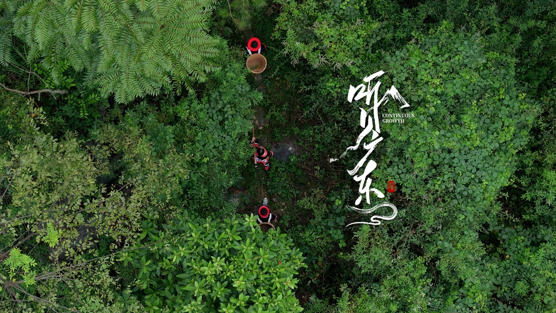 听见广东ⷥ🃥Š褸€刻⑩|山:瑶山深处,古老医药焕发新活力哔哩哔哩bilibili