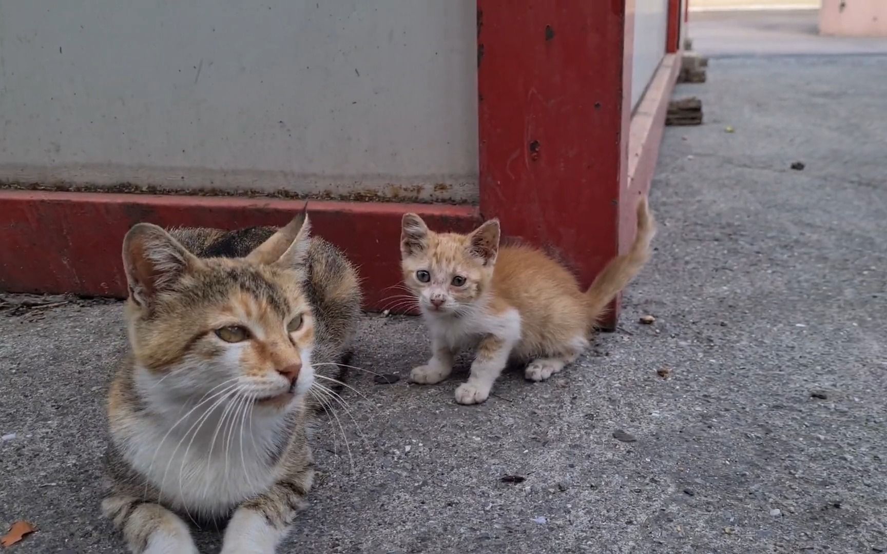 [图]The sweetest little kitten in the world living on the street.