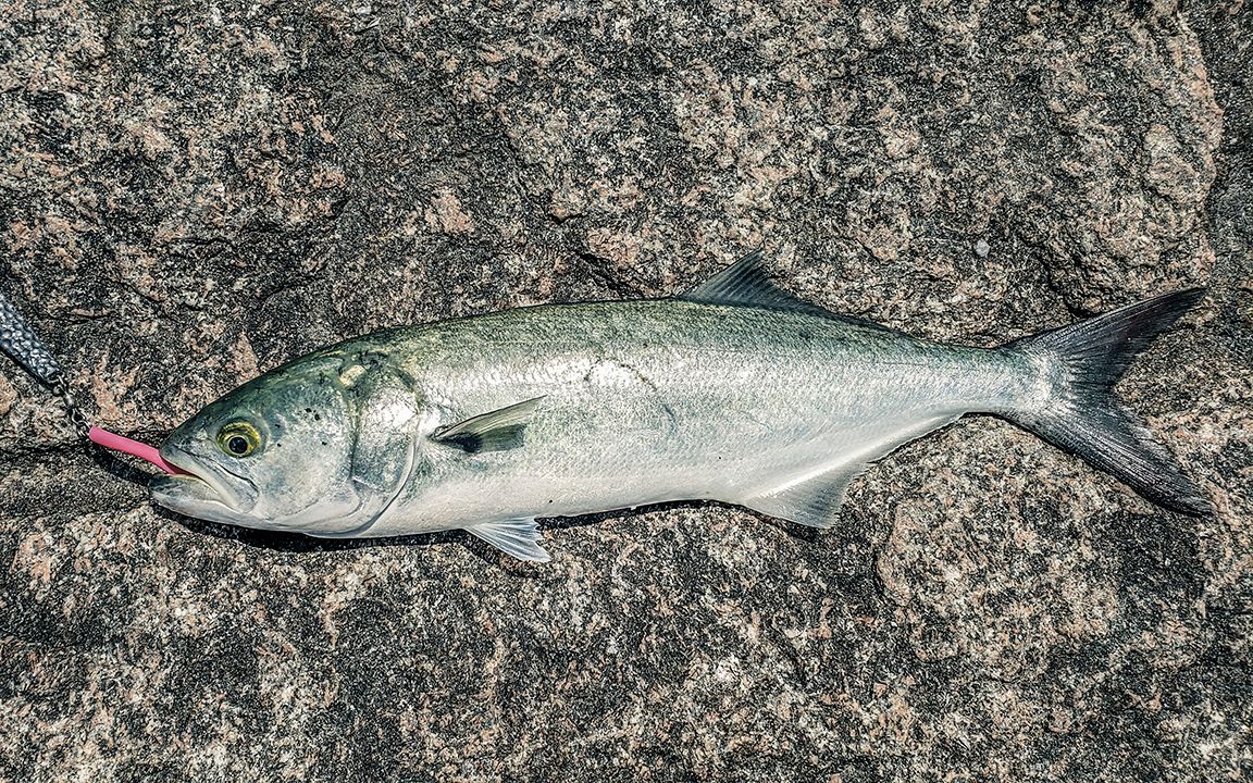 newyorklongislandfishing2020纽约长岛钓鱼bluefishskatesearobin