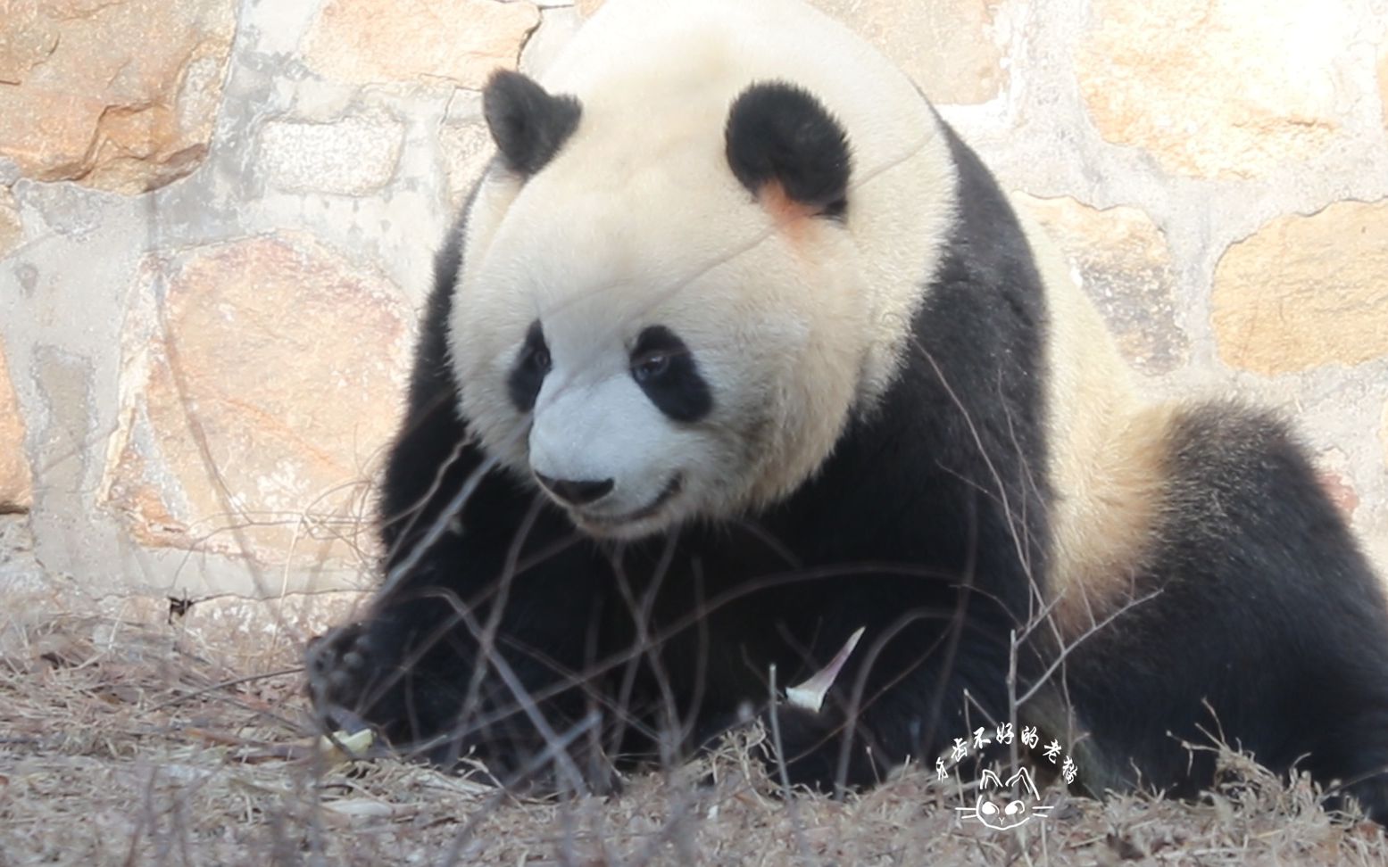大熊猫萌兰么么儿小可爱之二十三捡捡笋皮有时也要艰苦朴素一下嘛