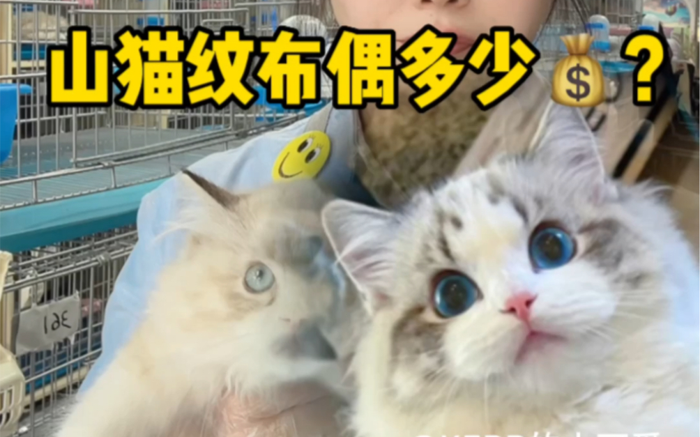 山猫纹布偶多少钱?哔哩哔哩bilibili