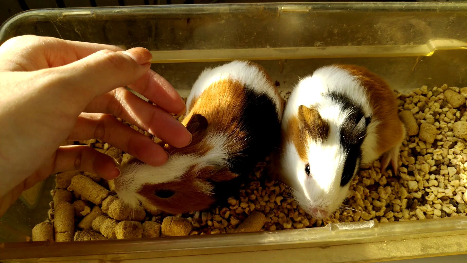 荷兰猪 豚鼠 喂食 喂水 把♂玩_哔哩哔哩 (゜-゜)つロ 干杯~-bilibili