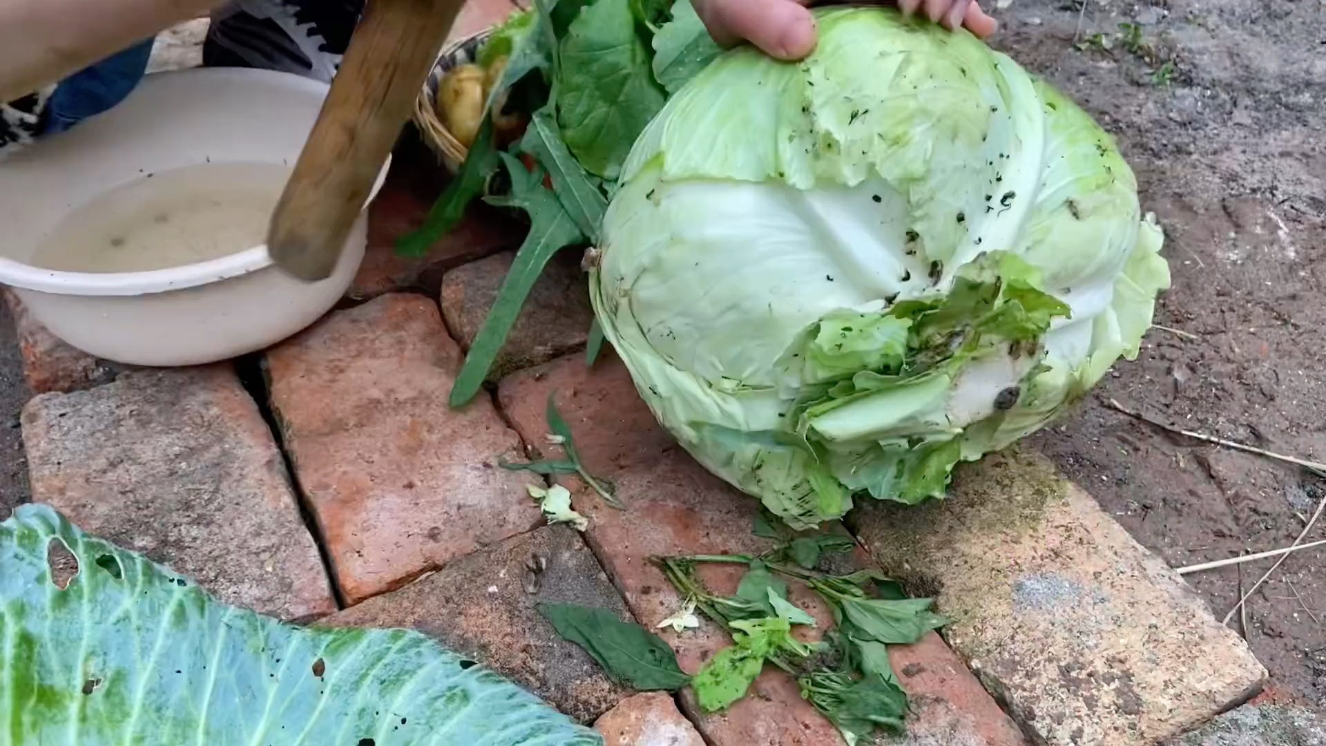 枇杷猪猪的维生素ABCDEFG补充,快来看看它的伙食咋样?哔哩哔哩bilibili