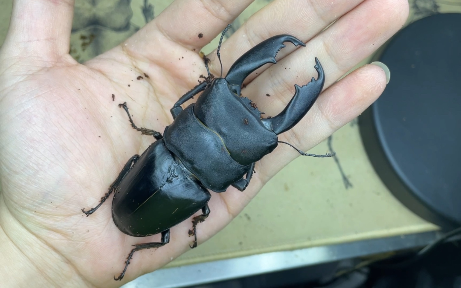 苏拉威西巨扁(离岛产)