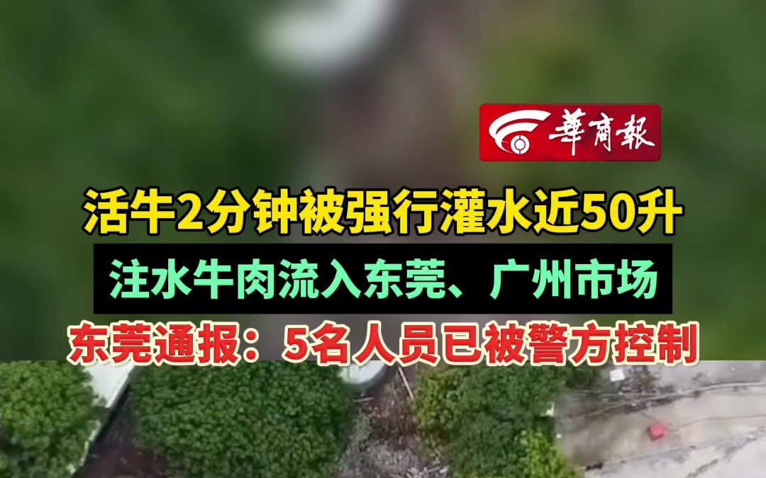 活牛2分钟被强行灌水近50升 注水牛肉流入东莞、广州市场 东莞通报:5名人员已被警方控制哔哩哔哩bilibili