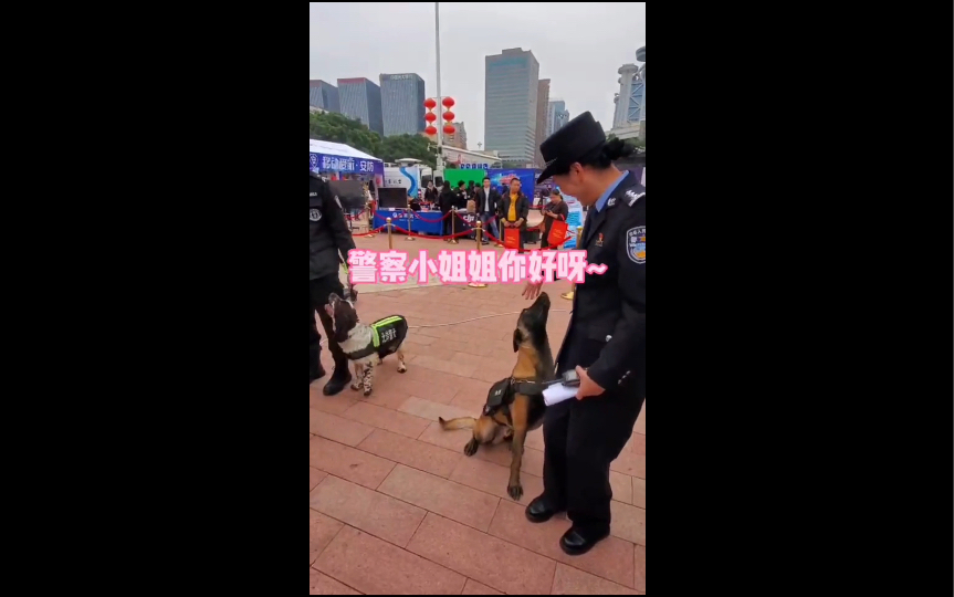 当警犬撒娇时,警花也扛不住!哔哩哔哩bilibili