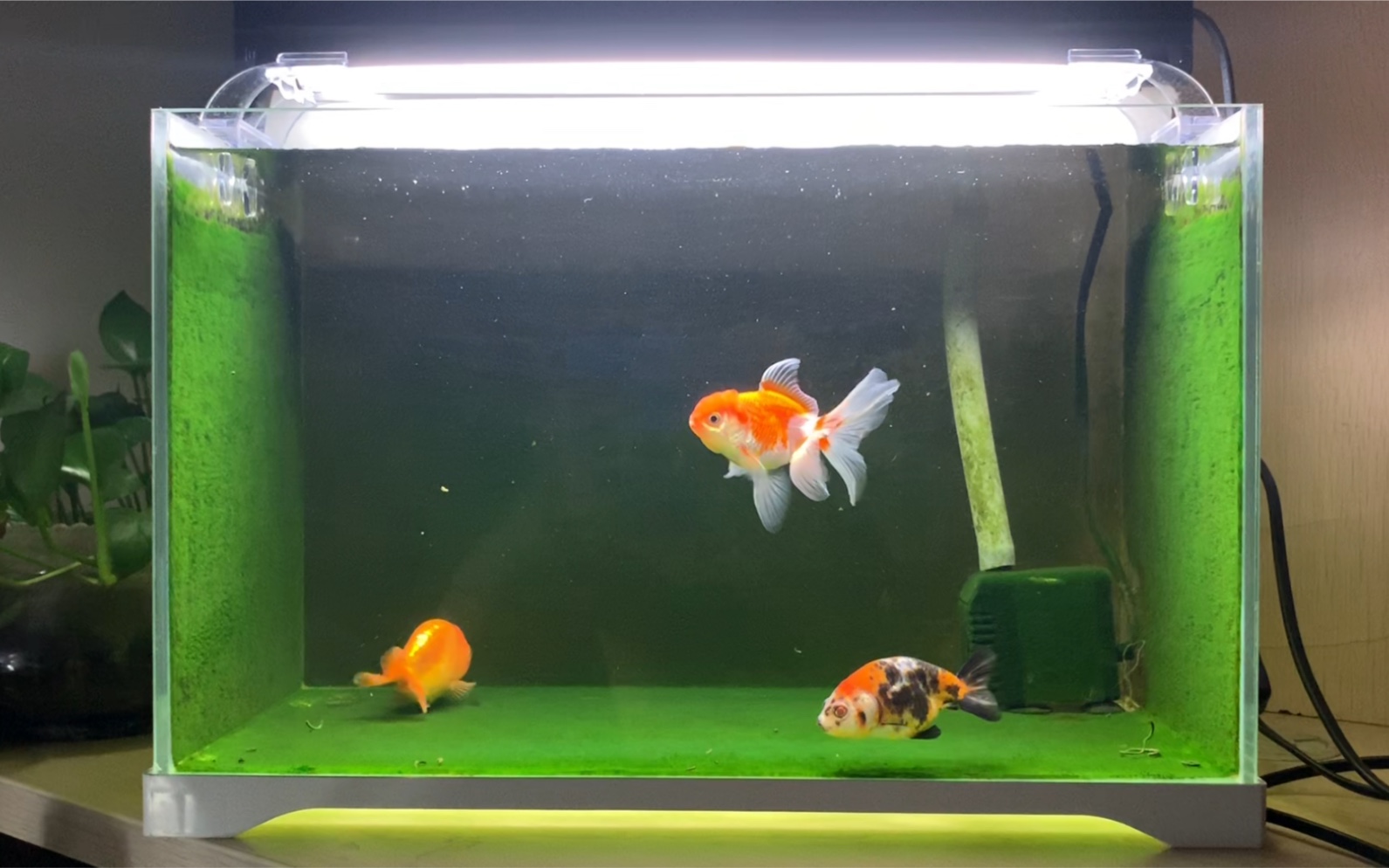 买鱼送的百褶泰狮也长大了放进鱼缸一看惊艳了要玩泰狮了