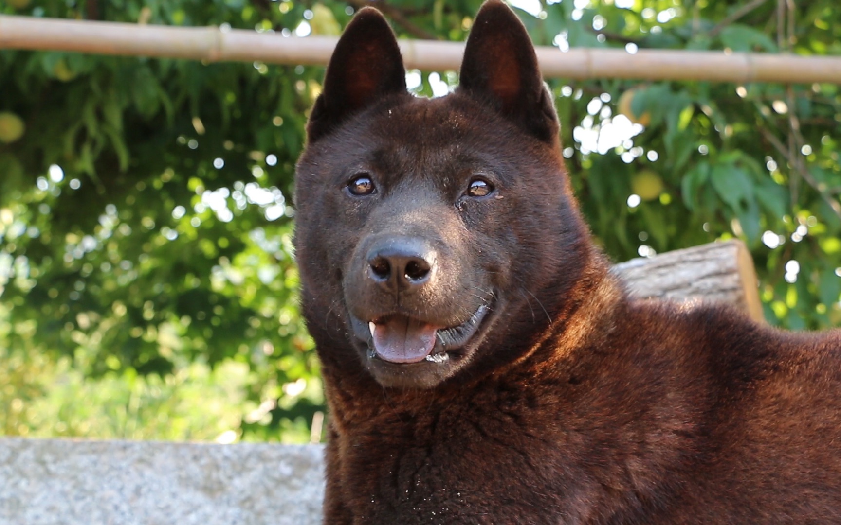 中华田园犬螃蟹消停了,整天陪伴老人左右,可惜错过了白女神