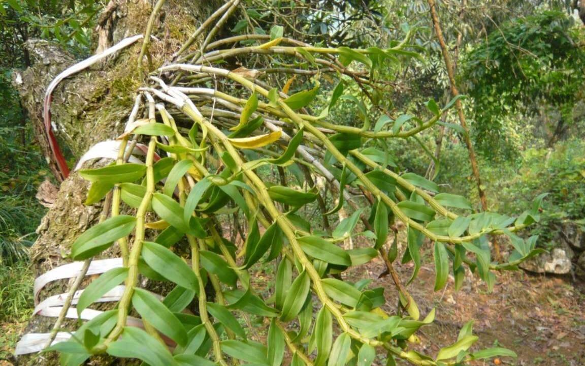 石斛的种植技术,如何种植石斛石斛种植一点通哔哩哔哩bilibili