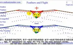 Скачать видео: CFD讲座29 飞鸟-空气动力学原理