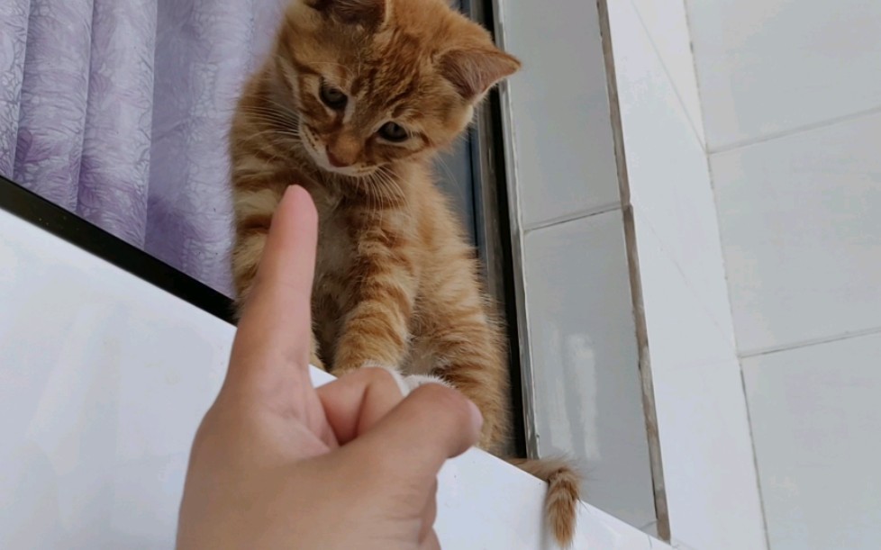 【橘猫】敢不敢跟我比划比划!你知不知道什么叫黑爪!