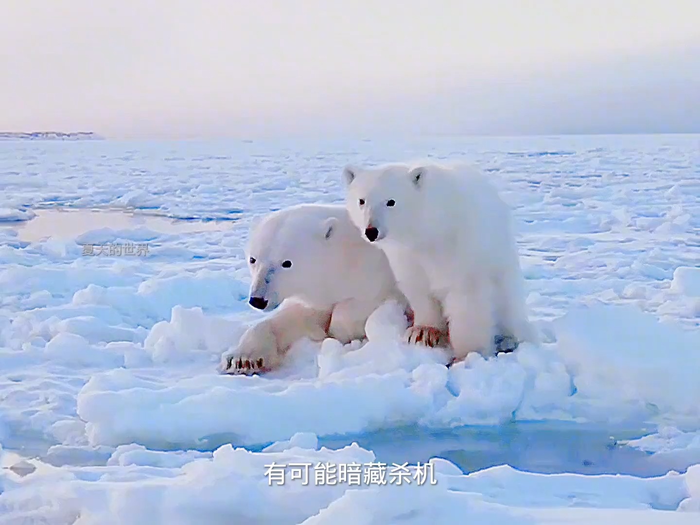 熊妈妈守护熊孩子