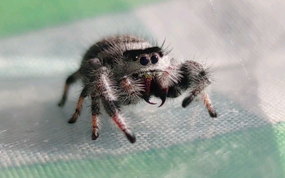 【灰佛跳蛛】蛛蛛洗澡