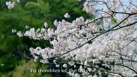 一棵开花的树英文版a Flowering Tree 哔哩哔哩 一棵开花的树英文版a Flowering Tree 哔哩哔哩