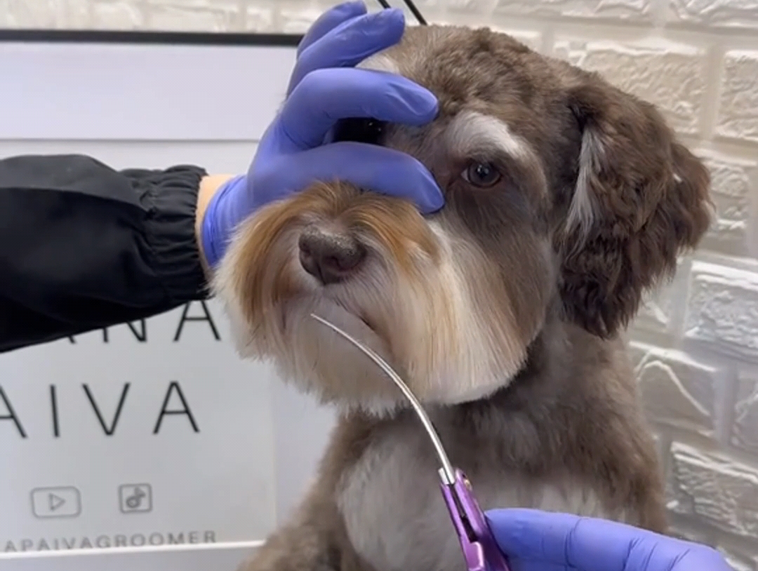 沉浸式体验给狗狗们美容美发