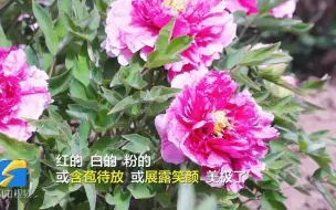 Download Video: 诗画山东｜四月芳菲！聊城艾山牡丹开正艳 国色天香醉游人