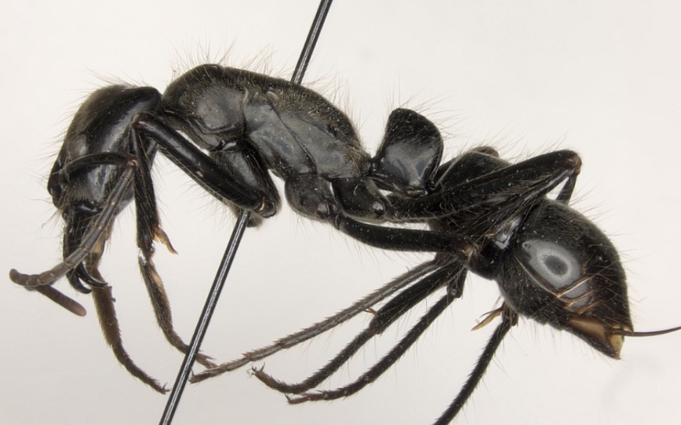 又把世界上最大的蚂蚁做成标本了?